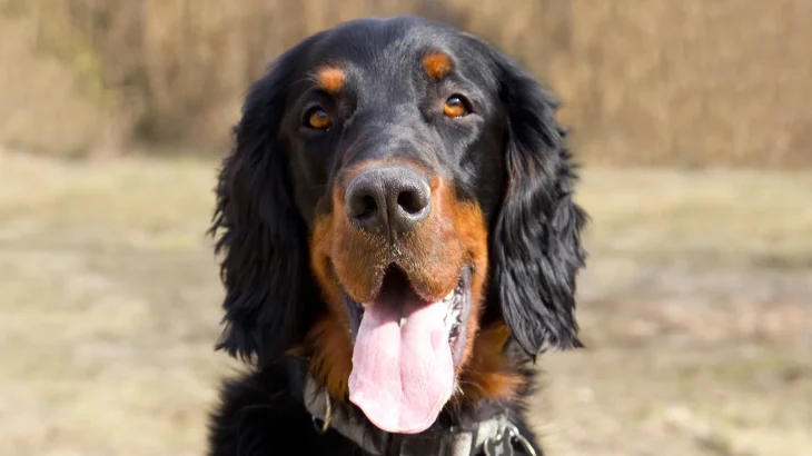 Gordon Setter Dog photo