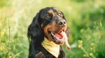 Gordon Setter Dog photo