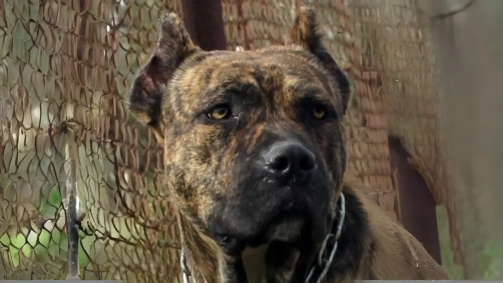 Gran Mastin de Borinquen Dog photo