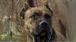 Gran Mastin de Borinquen Dog photo