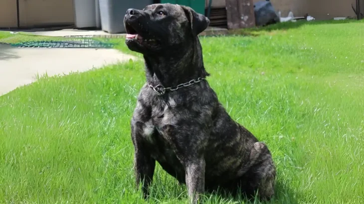 Gran Mastin de Borinquen Dog photo