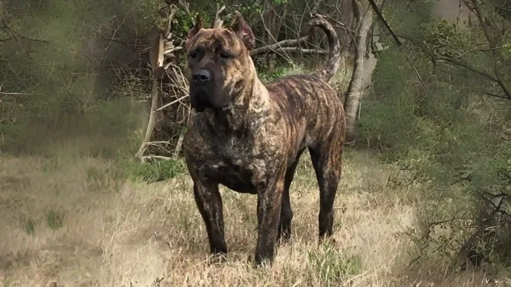 Gran Mastin de Borinquen Dog photo