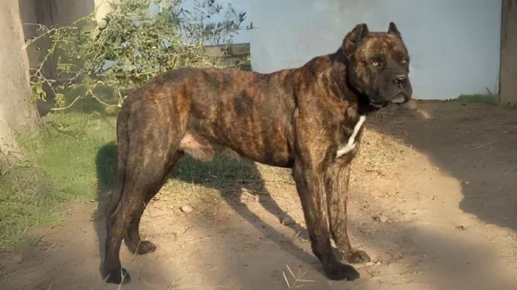Gran Mastin de Borinquen Dog photo