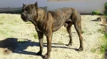 Gran Mastin de Borinquen Dog photo