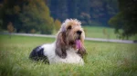 Grand Basset Griffon Vendeen Dog photo