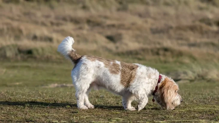 Grand Basset Griffon Vendeen Dog photo