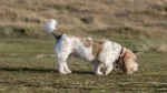 Grand Basset Griffon Vendeen Dog photo