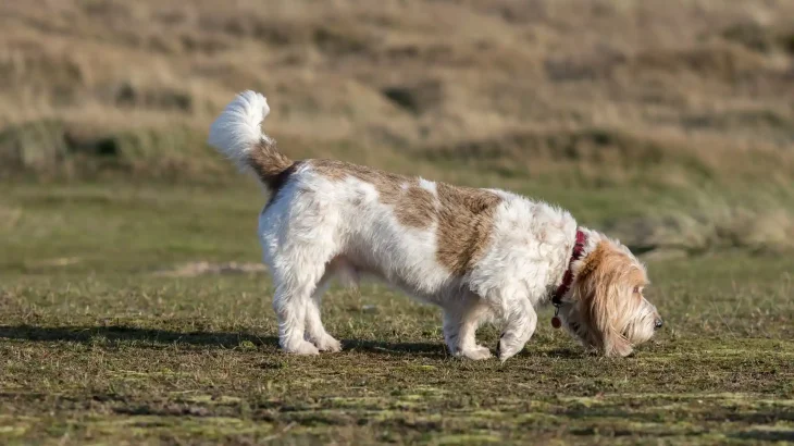 Grand Basset Griffon Vendeen Dog photo