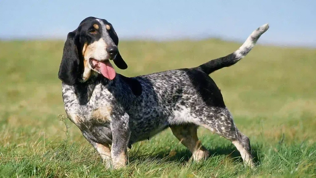 Grand Bleu de Gascogne Dog photo