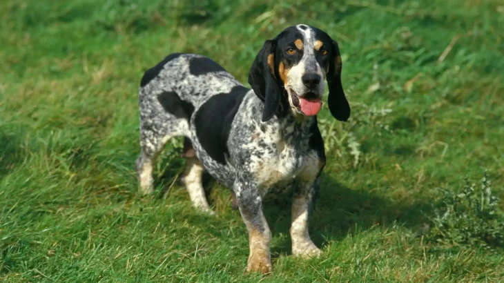 Grand Bleu de Gascogne Dog photo