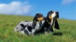 Grand Bleu de Gascogne Dog photo