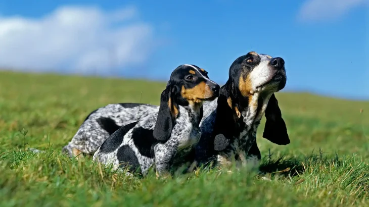 Grand Bleu de Gascogne Dog photo