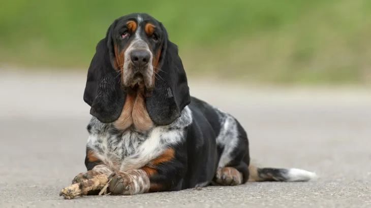 Grand Bleu de Gascogne Dog photo