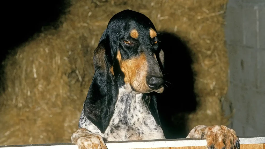 Grand Gascon Saintongeois Dog photo