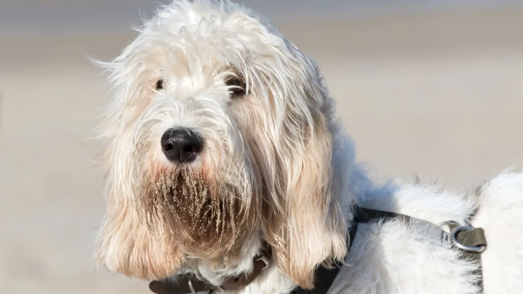 Grand Griffon Vendeen Dog photo