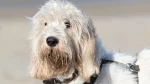 Grand Griffon Vendeen Dog photo