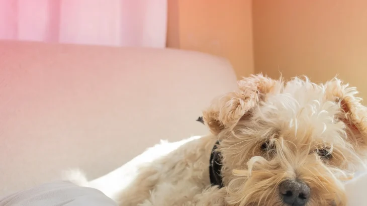 Grand Griffon Vendeen Dog photo
