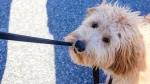 Grand Griffon Vendeen Dog photo