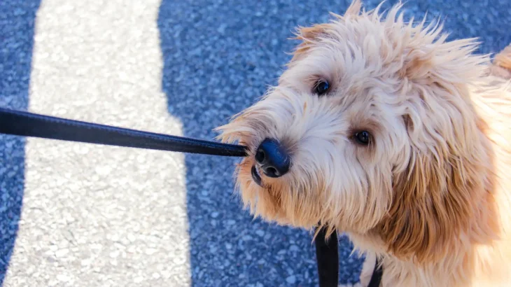 Grand Griffon Vendeen Dog photo
