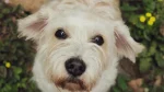 Grand Griffon Vendeen Dog photo