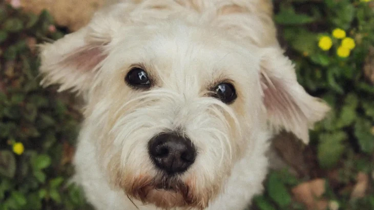 Grand Griffon Vendeen Dog photo