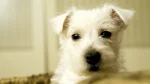 Grand Griffon Vendeen Dog photo