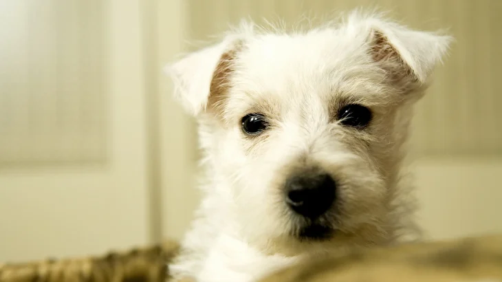 Grand Griffon Vendeen Dog photo