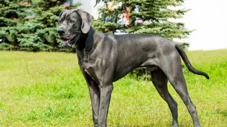 Gran Danés Dog photo