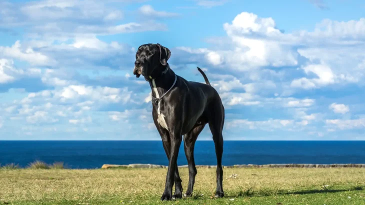 Gran Danés Dog photo