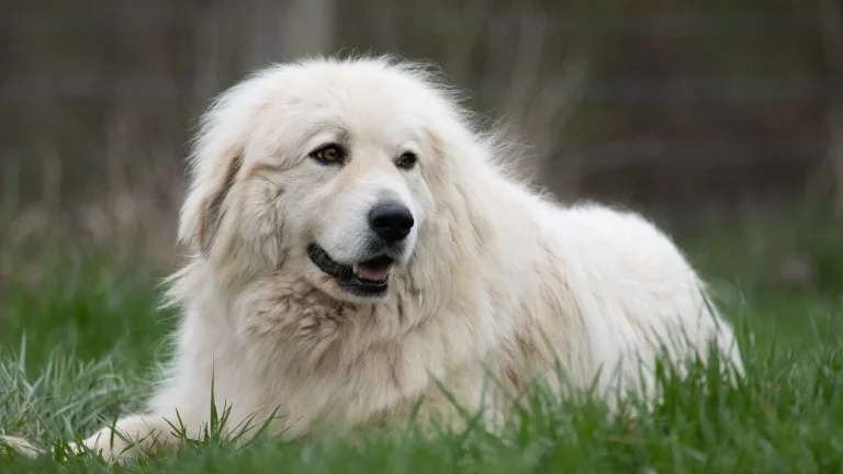 Great Pyrenees Dog photo