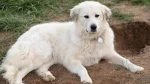 Great Pyrenees Dog photo
