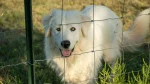 Great Pyrenees Dog photo
