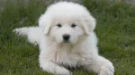 Great Pyrenees Dog photo