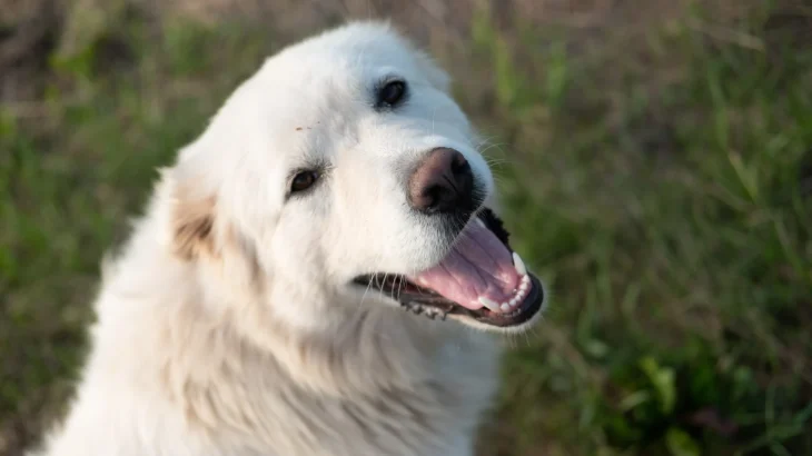Great Pyrenees Dog photo