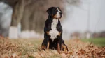 Greater Swiss Mountain Dog Dog photo