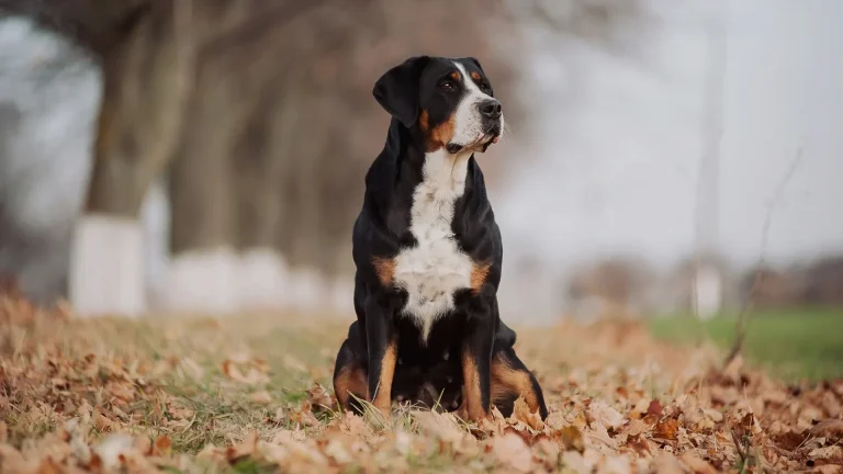 Greater Swiss Mountain Dog Dog photo