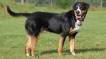 Greater Swiss Mountain Dog Dog photo