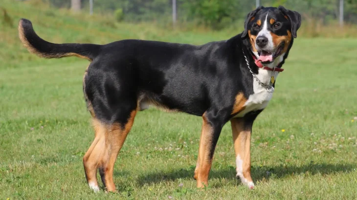 Greater Swiss Mountain Dog Dog photo