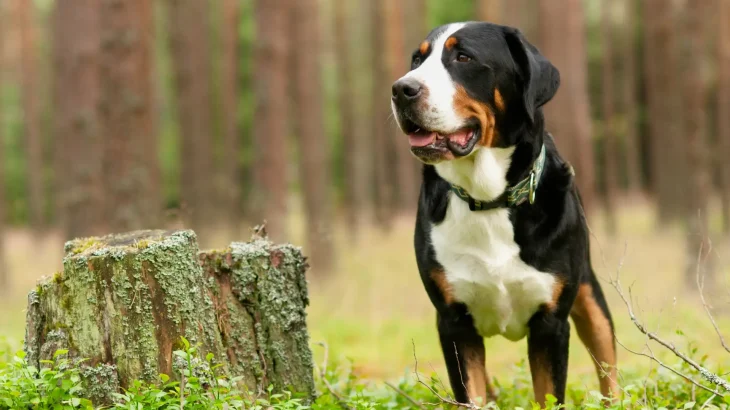 Greater Swiss Mountain Dog Dog photo