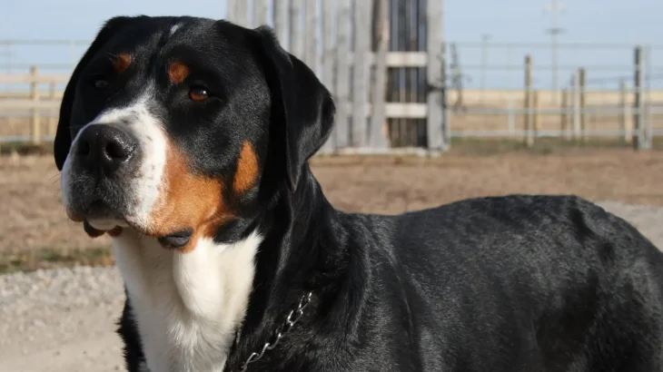 Greater Swiss Mountain Dog Dog photo