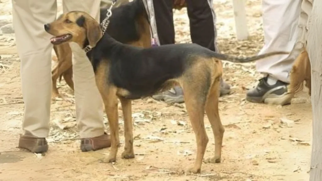 Greek Harehound Dog photo