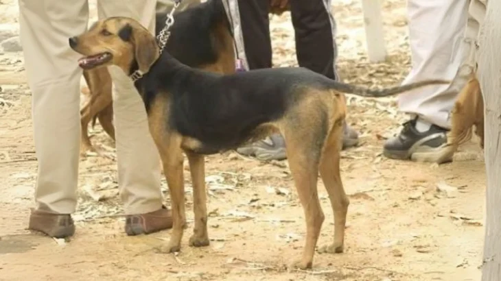 Greek Harehound Dog photo