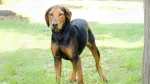 Greek Harehound Dog photo