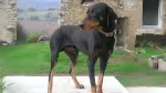 Greek Harehound Dog photo