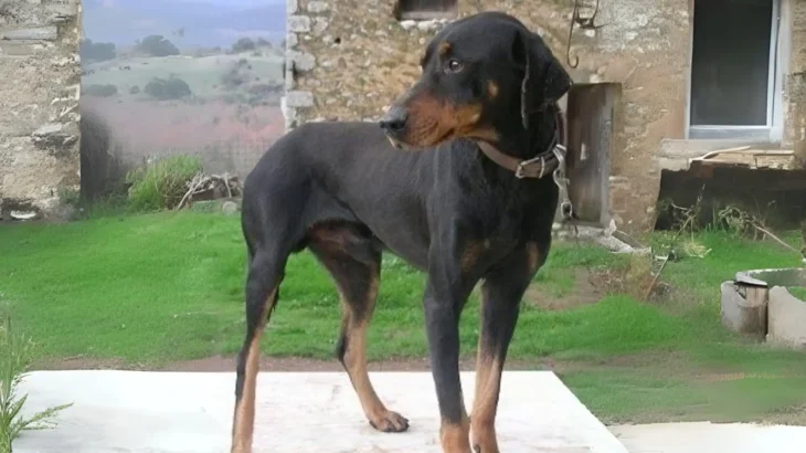 Greek Harehound Dog photo