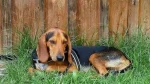 Greek Harehound Dog photo