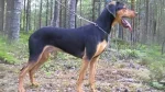 Greek Harehound Dog photo