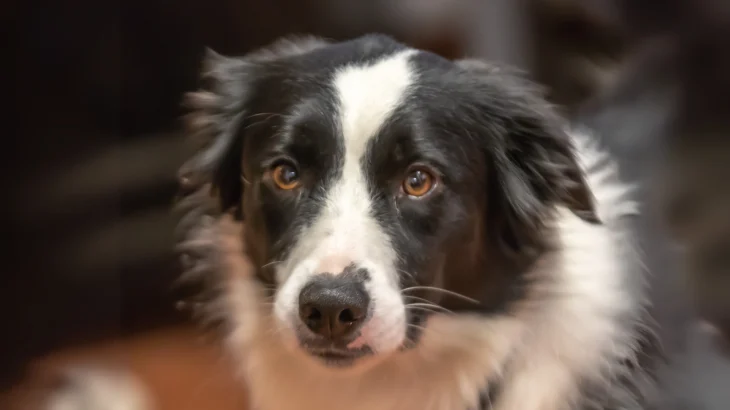 Greek Sheepdog Dog photo