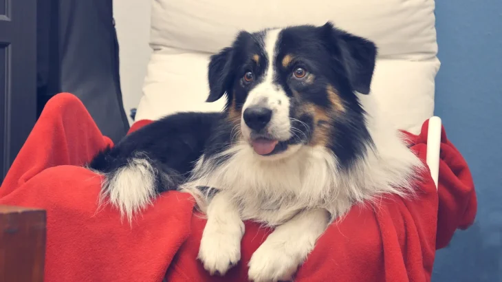 Greek Sheepdog Dog photo