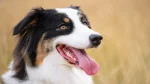 Greek Sheepdog Dog photo